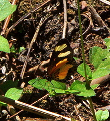 Acraea cabira