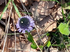 Globularia bisnagarica