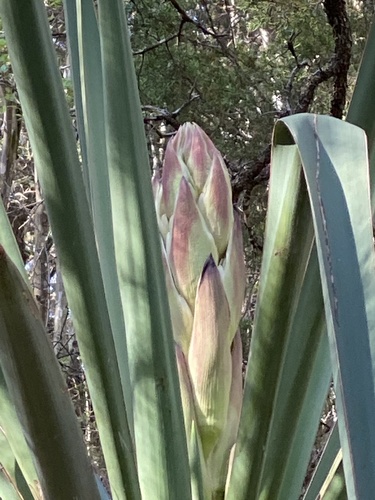 Yucca treculiana