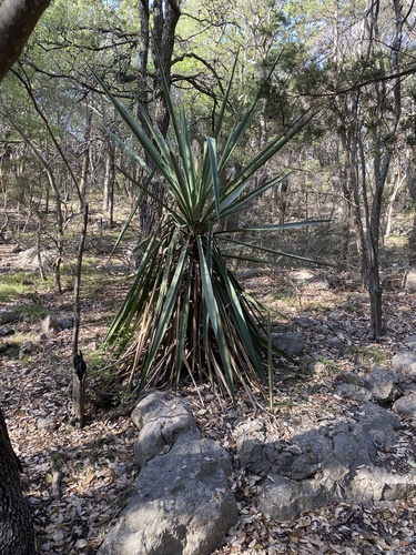 Yucca treculiana