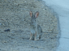 Sylvilagus audubonii