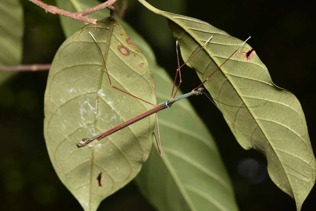 Diacanthoidea