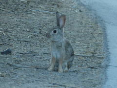 Sylvilagus audubonii
