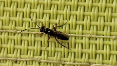 Diplazon laetatorius