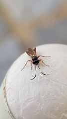 Diplazon laetatorius