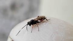 Diplazon laetatorius