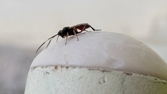 Diplazon laetatorius
