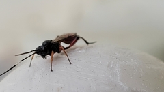 Diplazon laetatorius