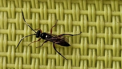 Diplazon laetatorius
