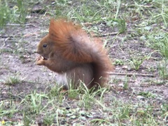 Sciurus vulgaris