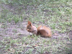 Sciurus vulgaris