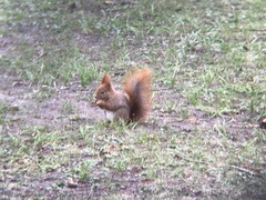 Sciurus vulgaris
