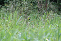 Chrysomus icterocephalus