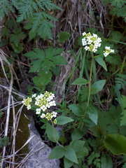 Eutrema integrifolium