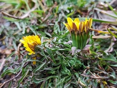 Taraxacum lacistophyllum