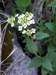 Eutrema integrifolium