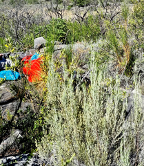 Dicerothamnus adpressus