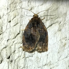 Archips infumatana