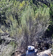 Dicerothamnus adpressus