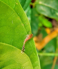 Hylicinae