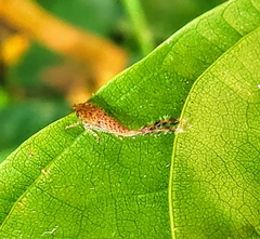 Hylicinae