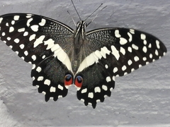 Papilio demodocus demodocus