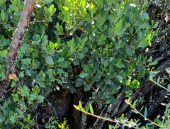 Pterocelastrus tricuspidatus