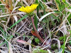 Taraxacum germanicum