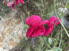 Lathyrus splendens