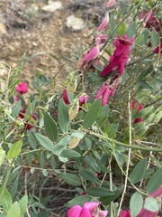 Lathyrus splendens
