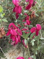 Lathyrus splendens