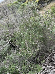 Salvia brandegeei
