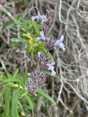 Salvia brandegeei