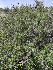 Salvia brandegeei
