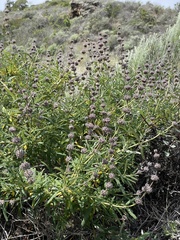 Salvia brandegeei