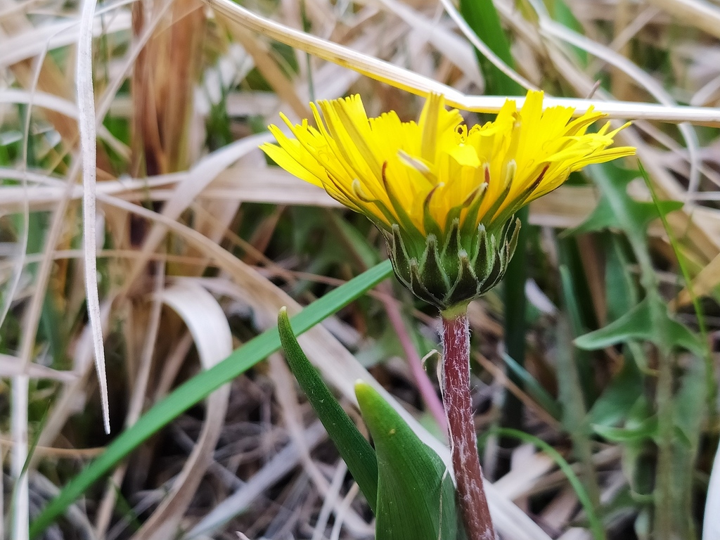 Dandelion