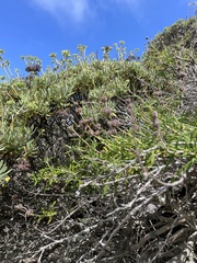 Salvia brandegeei