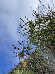Salvia brandegeei