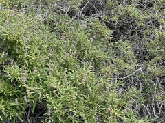 Salvia brandegeei