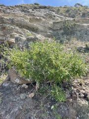 Salvia brandegeei