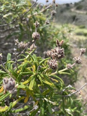 Salvia brandegeei