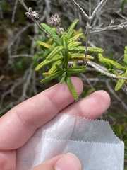 Salvia brandegeei