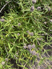 Salvia brandegeei