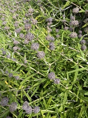 Salvia brandegeei