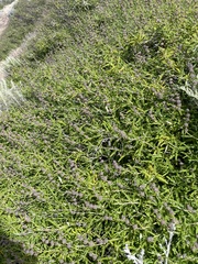 Salvia brandegeei