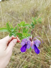 Rotheca