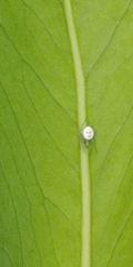 Bijoaraneus