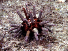 Eucidaris thouarsii