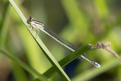 Pseudagrion kersteni
