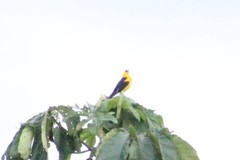 Gymnomystax mexicanus